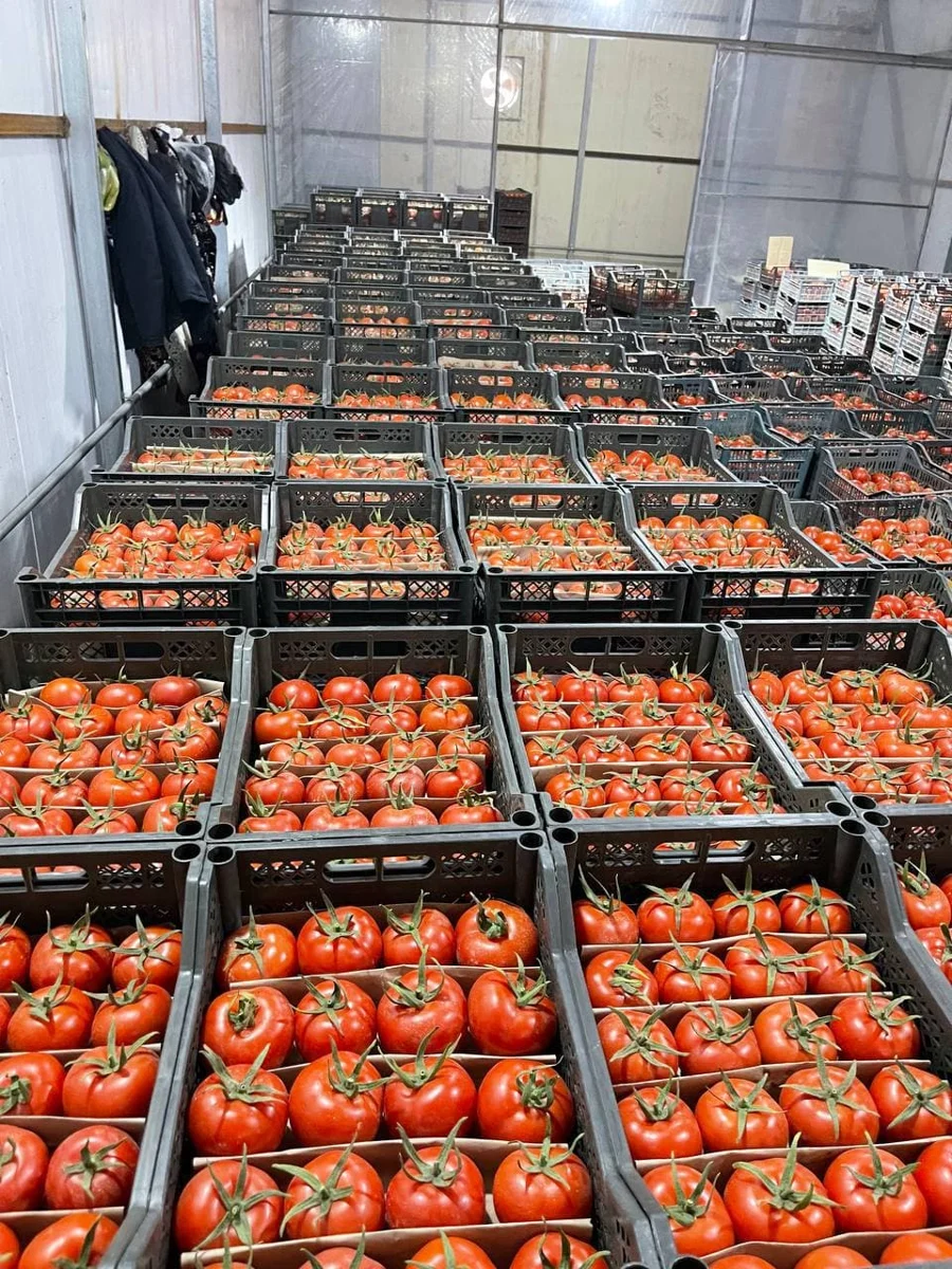 Продукция и экспорт