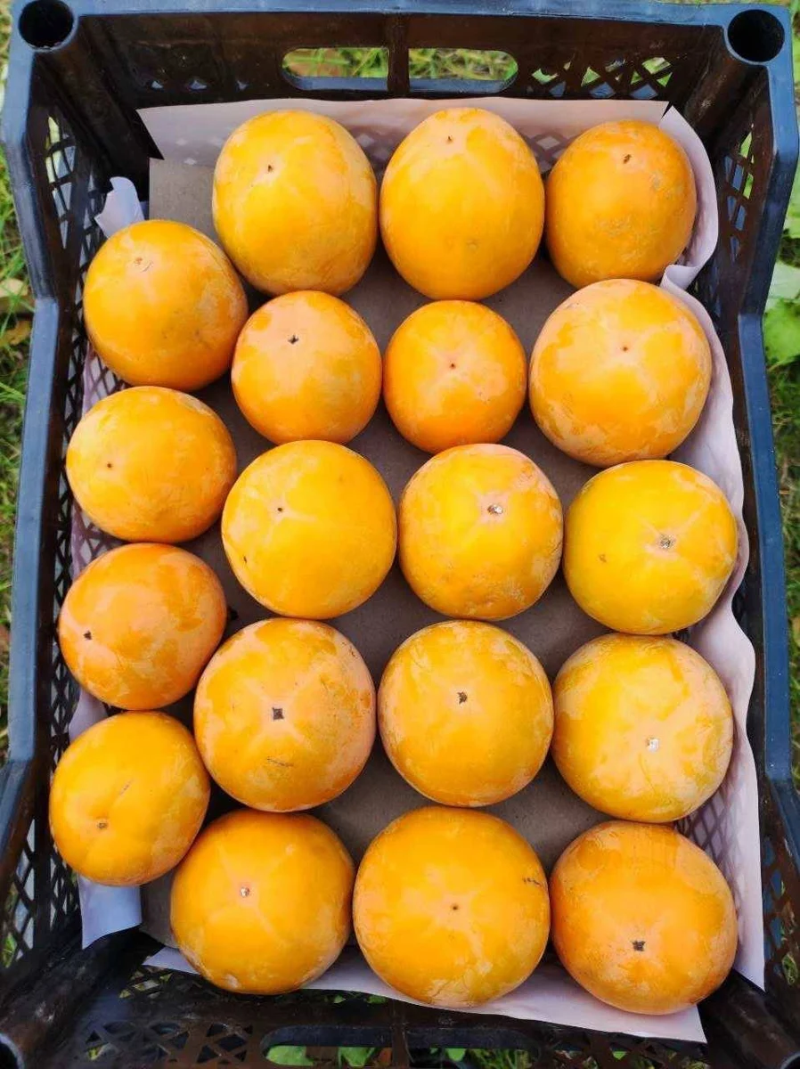 Produce and export