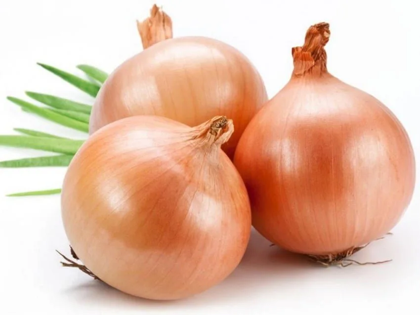 Onions — Exim Agro
