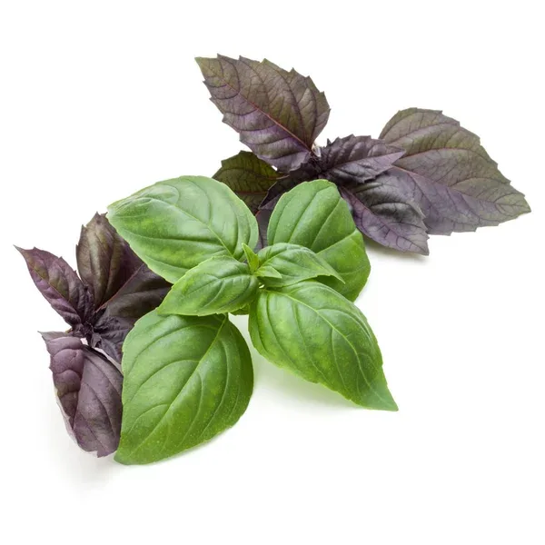 Базилик — Exim Agro